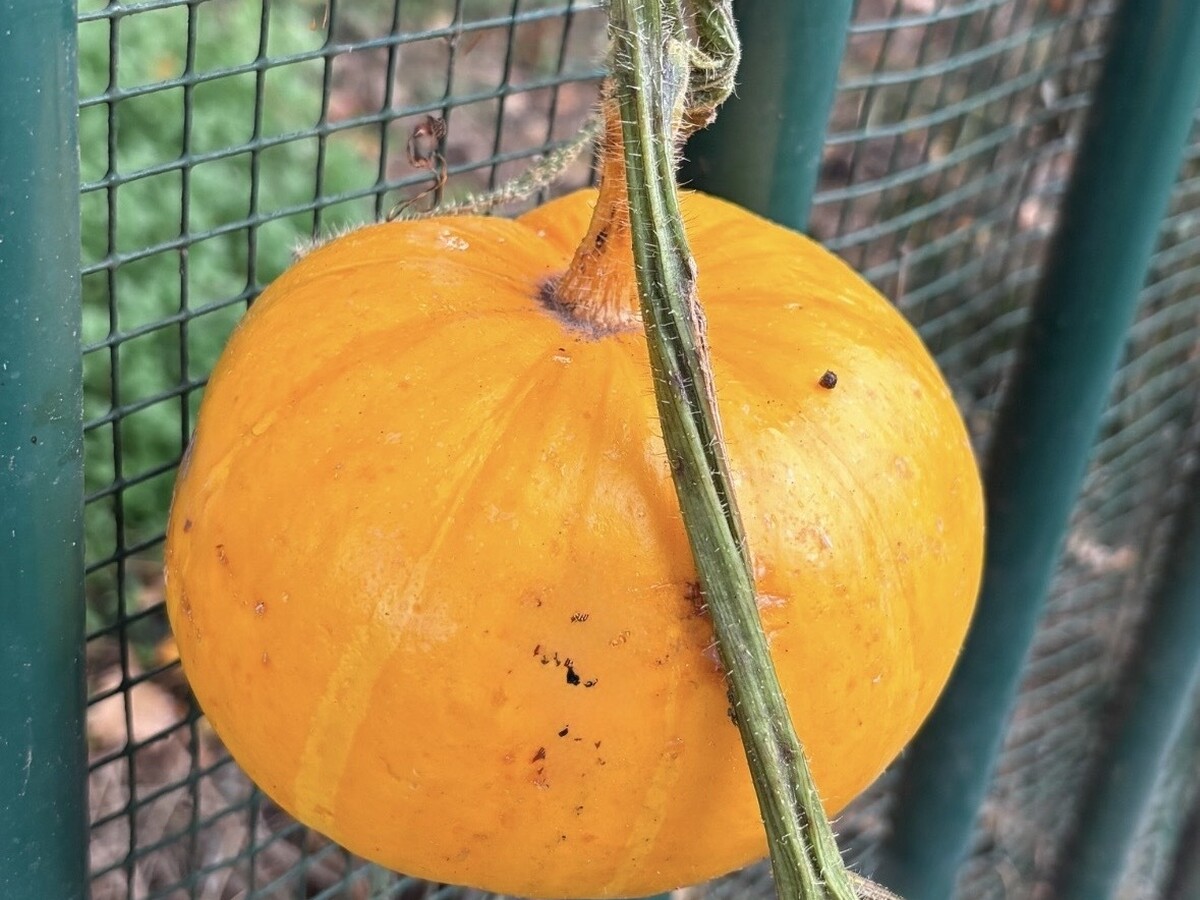 Opvallende pompoen-vondst in Kruisem