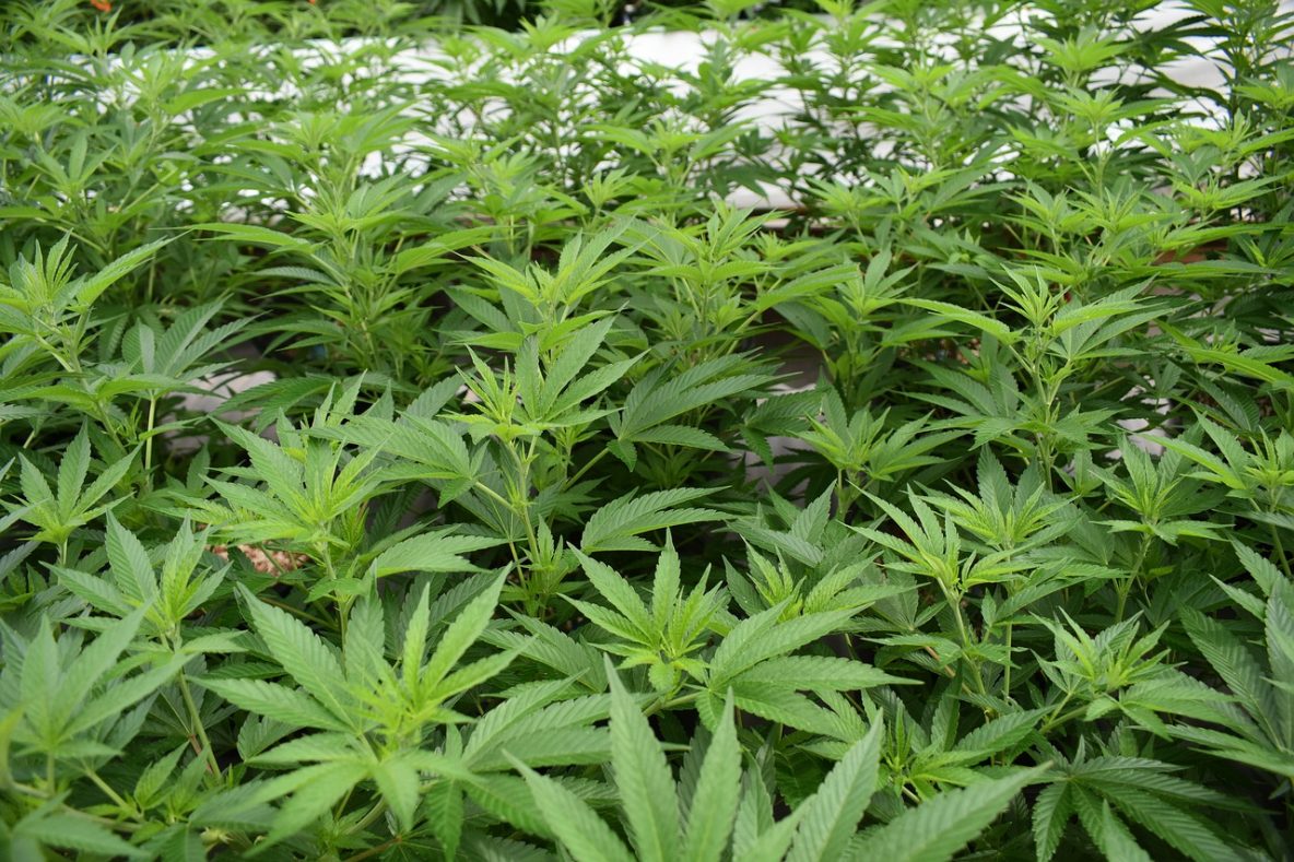 Cannabisplantage